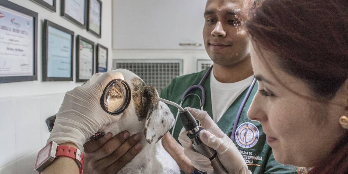 Best Veterinary Stethoscope